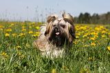 SHIH TZU 310